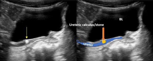 Hugyvezetek-ko-2 Hugyvezetk-ko-2